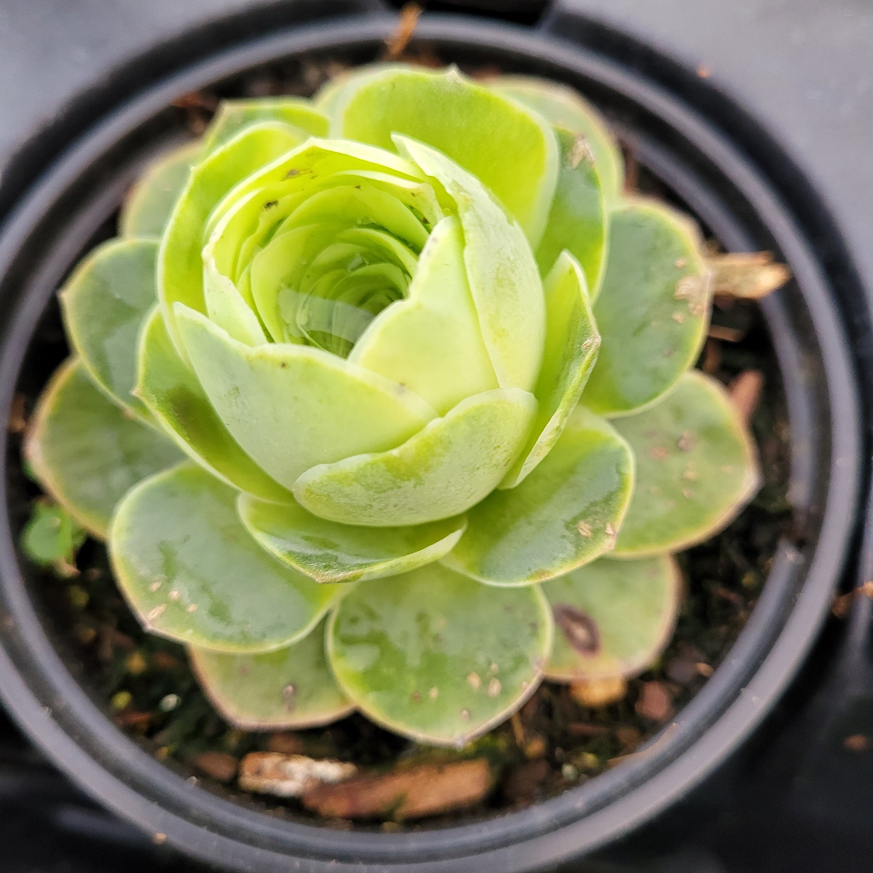 greenovia aurea 'purple rose succulent' Greenovia aurea 4 Inch
