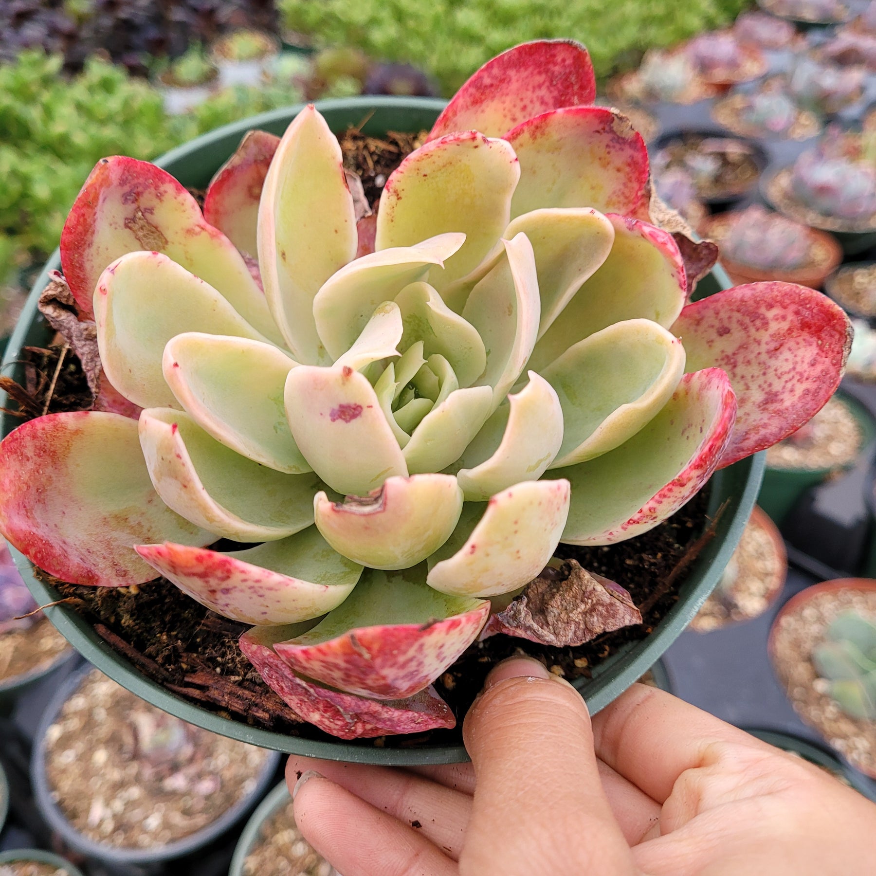 silk succulents Echeveria Silk Veil