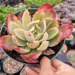 Echeveria Silk Veil - Succulents Depot
