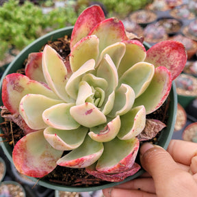 Echeveria Silk Veil - Succulents Depot