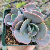 Echeveria 'Dusty Rose' in nursery pot, held against plant backdrop.