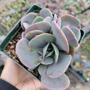 Echeveria 'Dusty Rose' - Succulents Depot