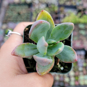 Graptoveria Cv. Rezry