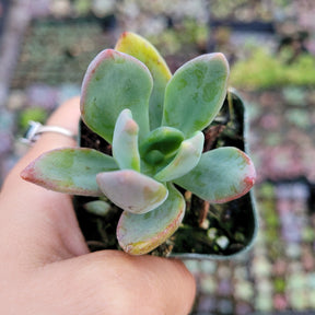Graptoveria Cv. Rezry