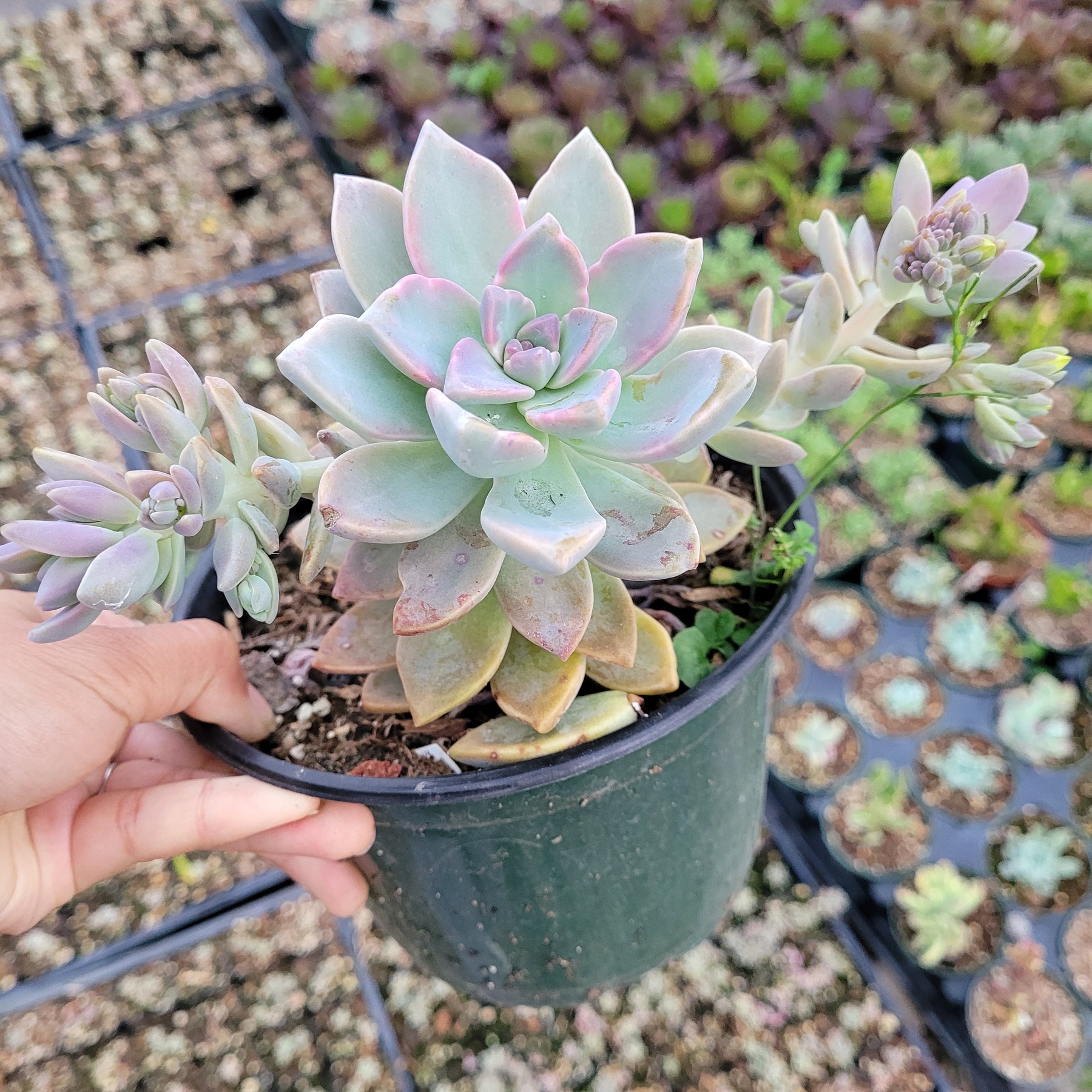 pearl plant succulent care Graptopetalum paraguayense