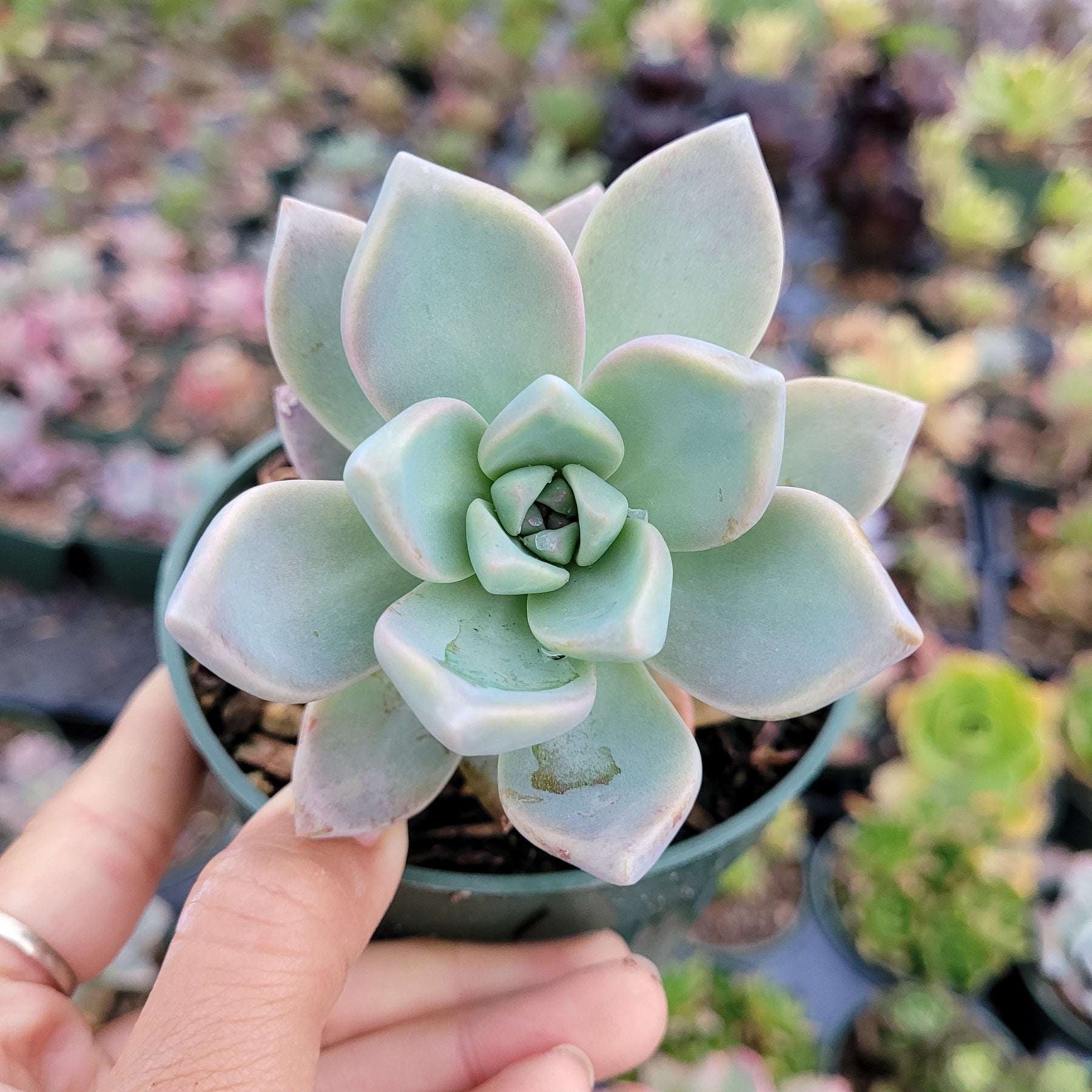 succulent mother of pearl Graptopetalum paraguayense