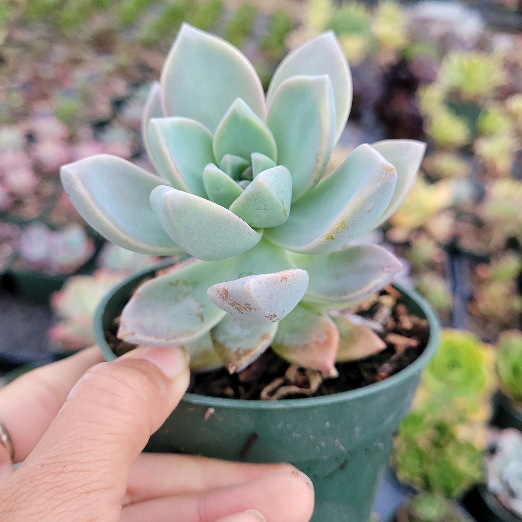 mother of pearl plant pot Graptopetalum paraguayense