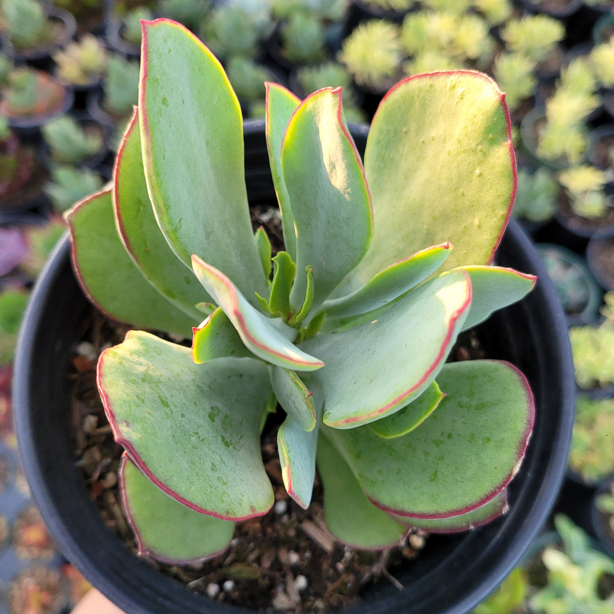 Cotyledon 'Mint Truffles'