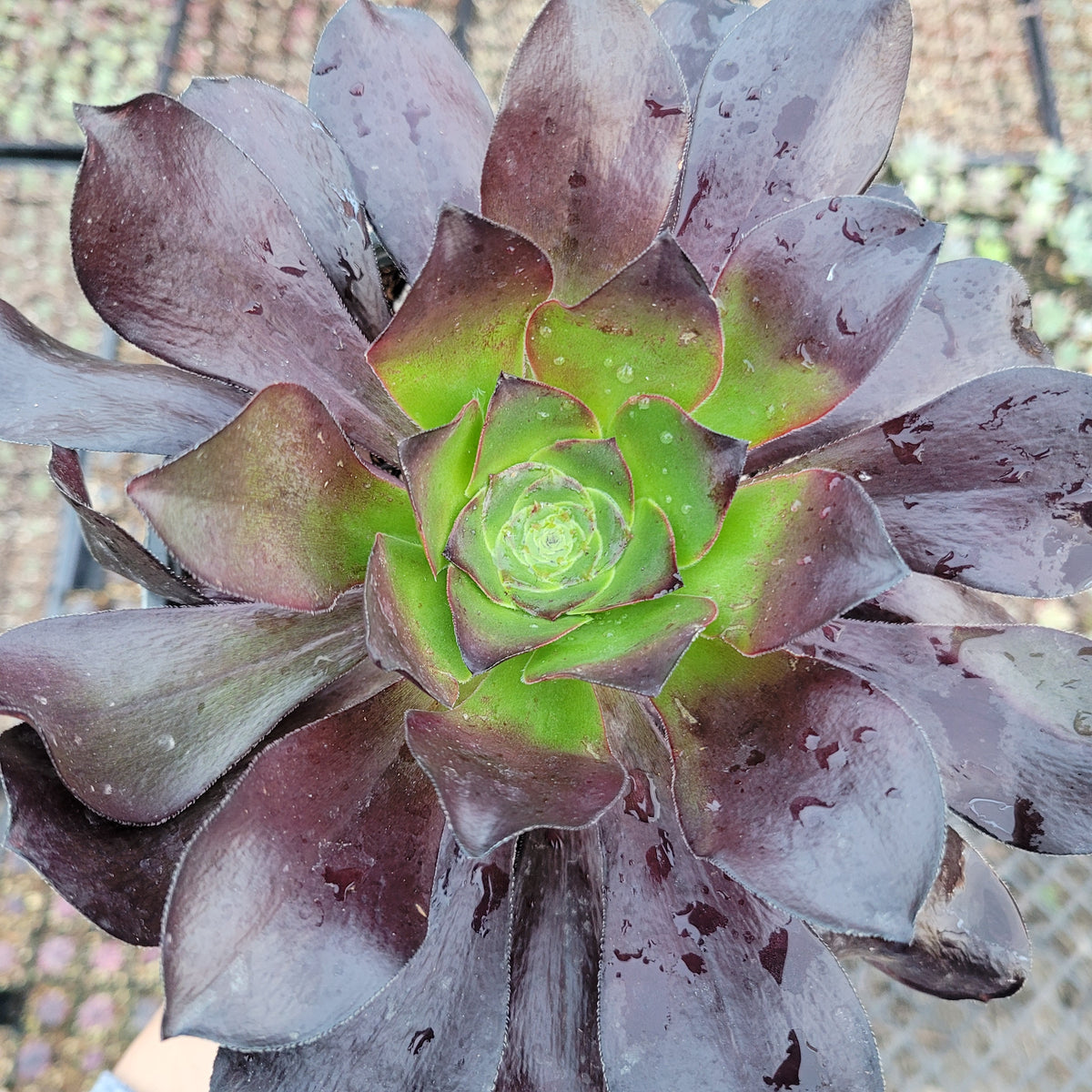 Aeonium 'Cyclops'