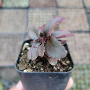 Sedum 'Dark Magic'