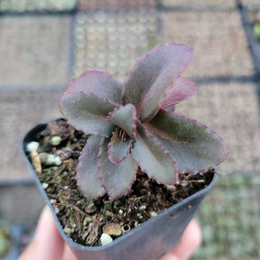 Sedum 'Dark Magic'
