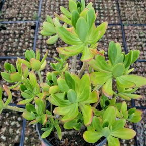 Sedum praealtum - Green Apple Snap