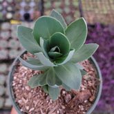 Sedum alboroseum 'Mediovariegatum' potted succulent, spiral leaves.