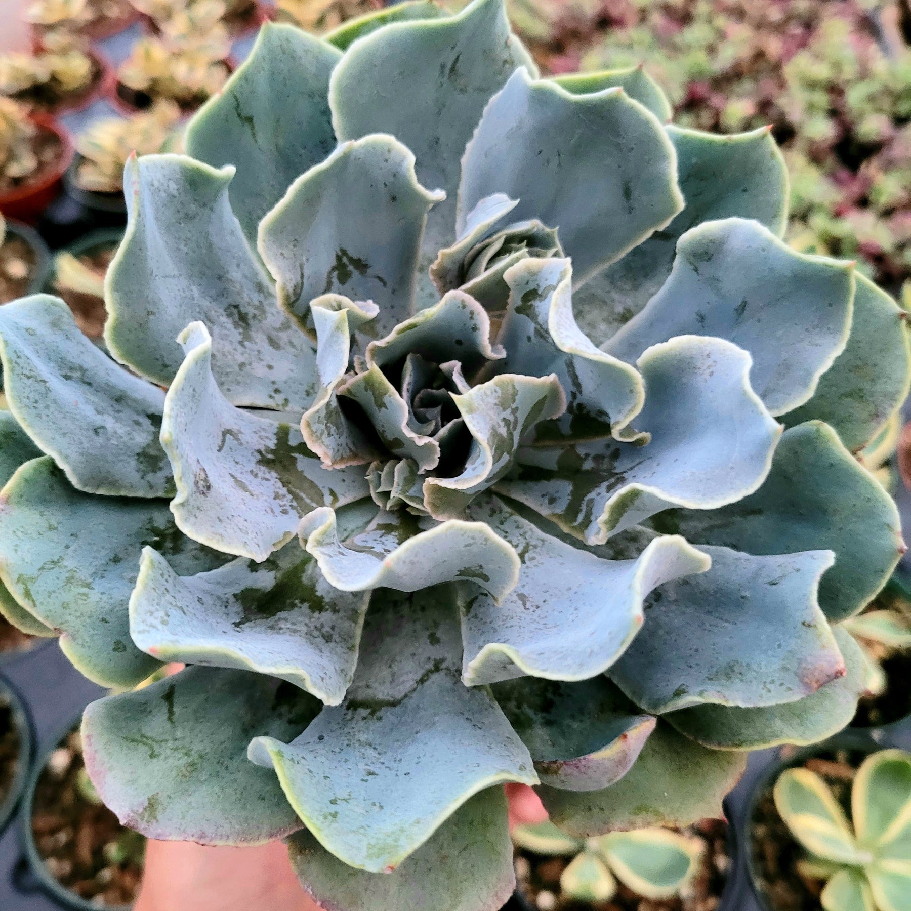 succulent with blue green leaves Echeveria 'Blue Frills'