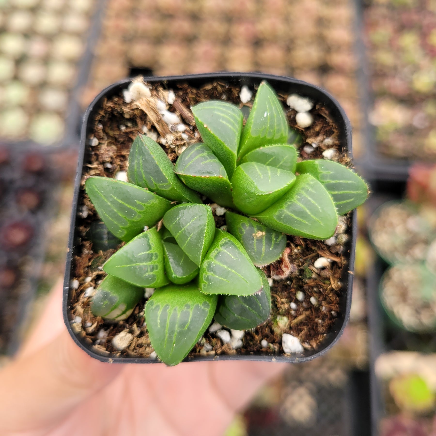 potting mix for haworthia Haworthia mirabilis mundula -