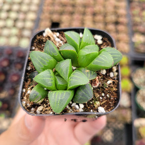 Haworthia mirabilis mundula