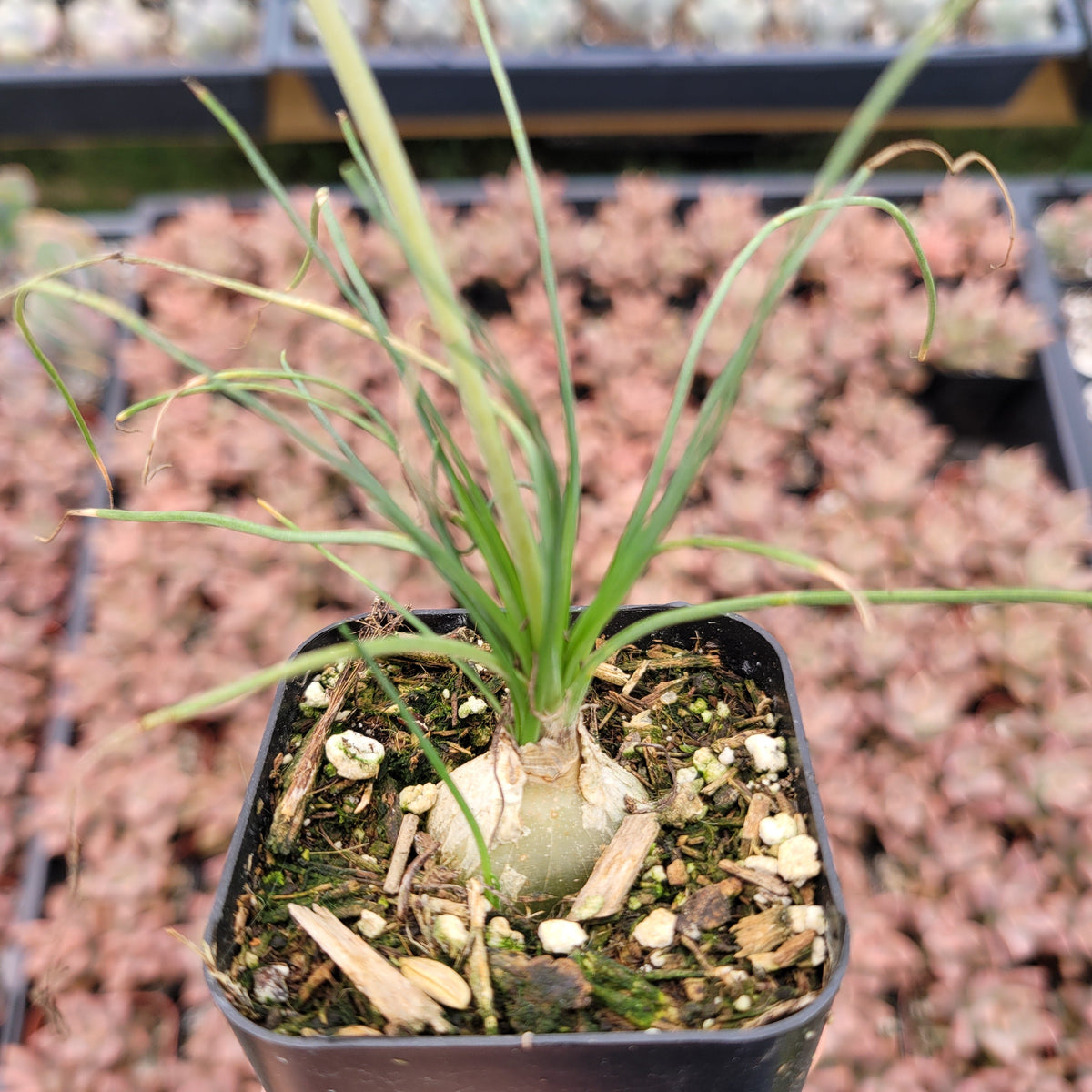 Albuca polyphylla 'Augrabies Hills' - Succulents Depot