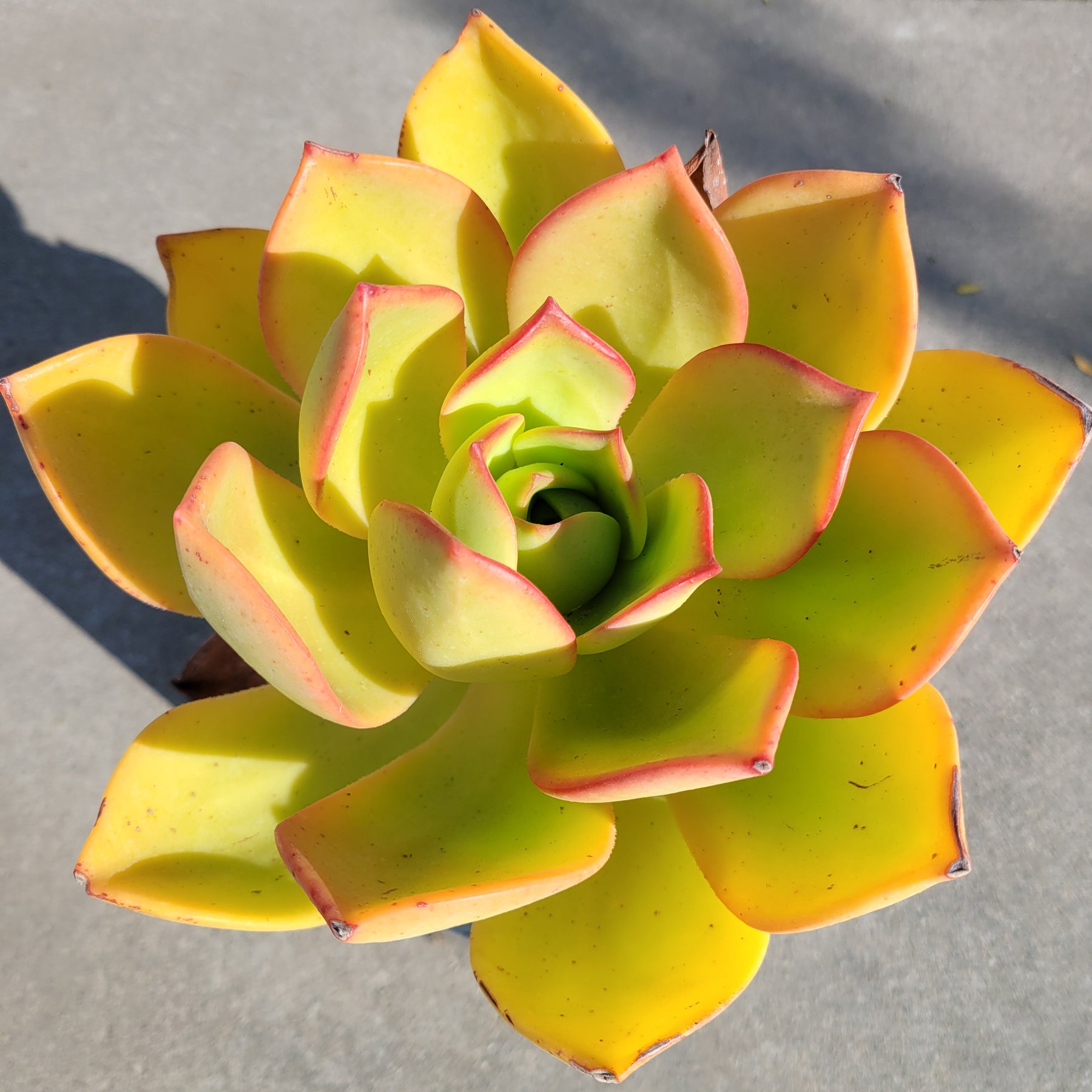 yellow succulents Aeonium nobile 8 Inch