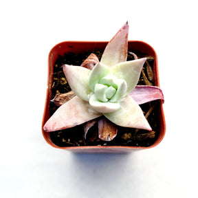 Dudleya Sp