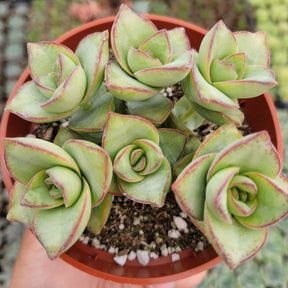 Crassula 'Ivory Towers' - Succulents Depot