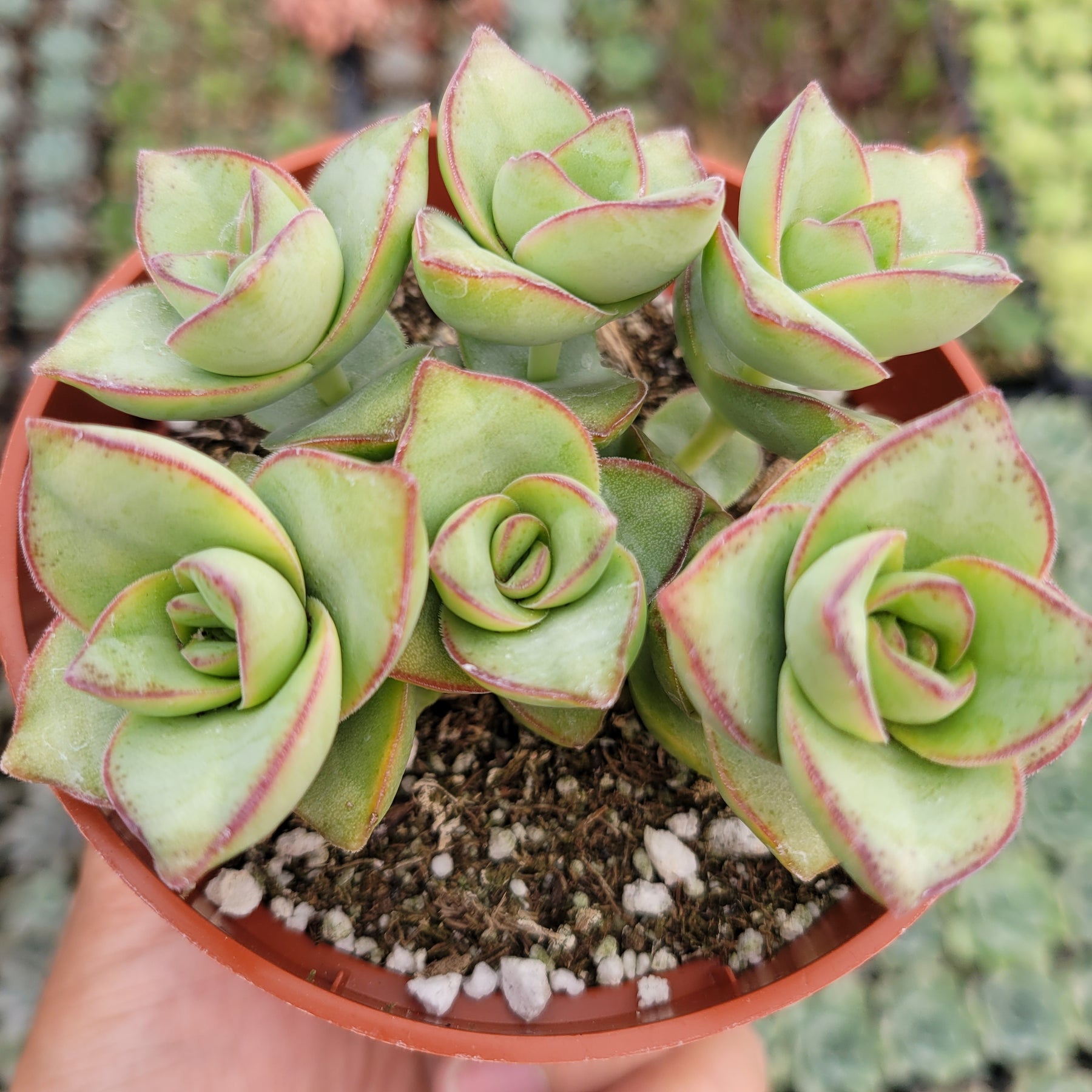 stacked succulent Crassula x perforata 'Ivory Towers' 2 Inch