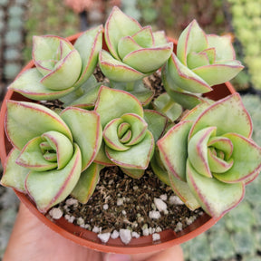 Crassula 'Ivory Towers' - Succulents Depot