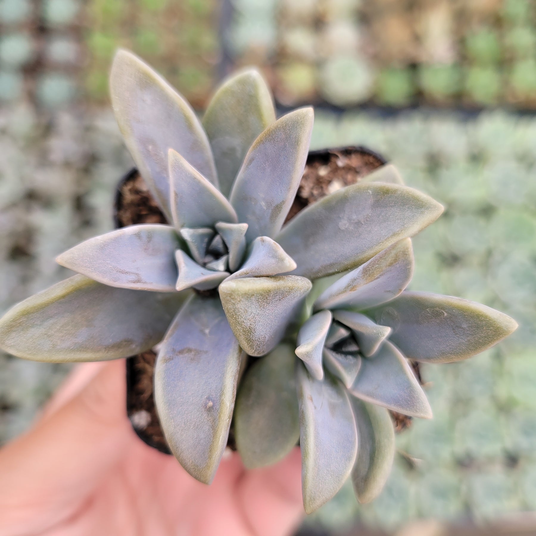 blue haze succulent care Graptopetalum paraguayense