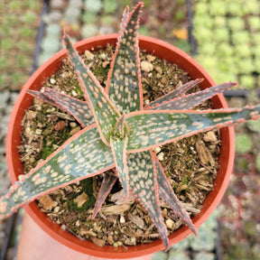 Aloe 'Pink Blush' - Succulents Depot