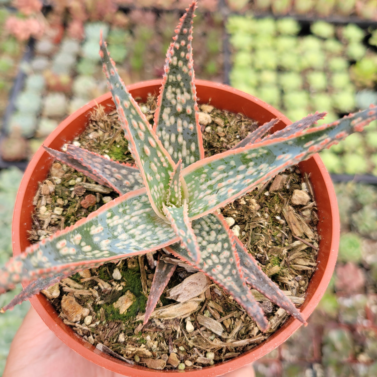 aloe rose Aloe 'Pink Blush'