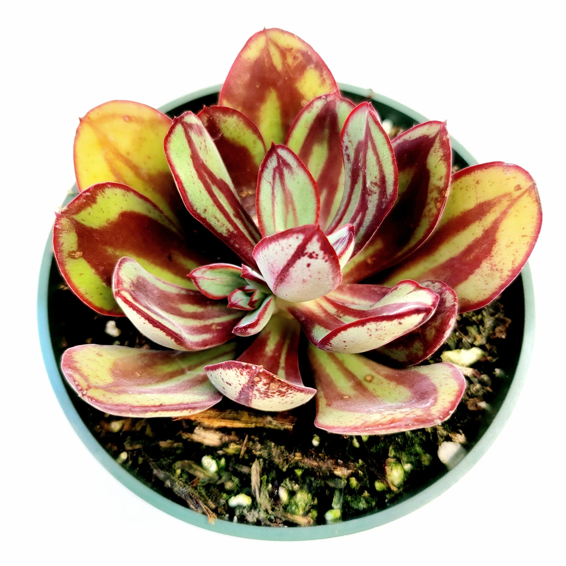 painted lady succulent plant Echeveria nodulosa