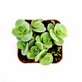 SunSparkler® Sedum 'Lime Zinger'