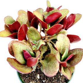 Crassula streyi 'Pondo Cliff' - Succulents Depot