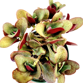 Crassula streyi 'Pondo Cliff' - Succulents Depot