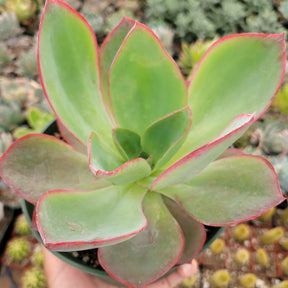Echeveria subrigida 'Fire and Ice'