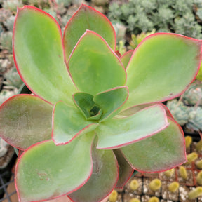 Echeveria subrigida 'Fire and Ice'