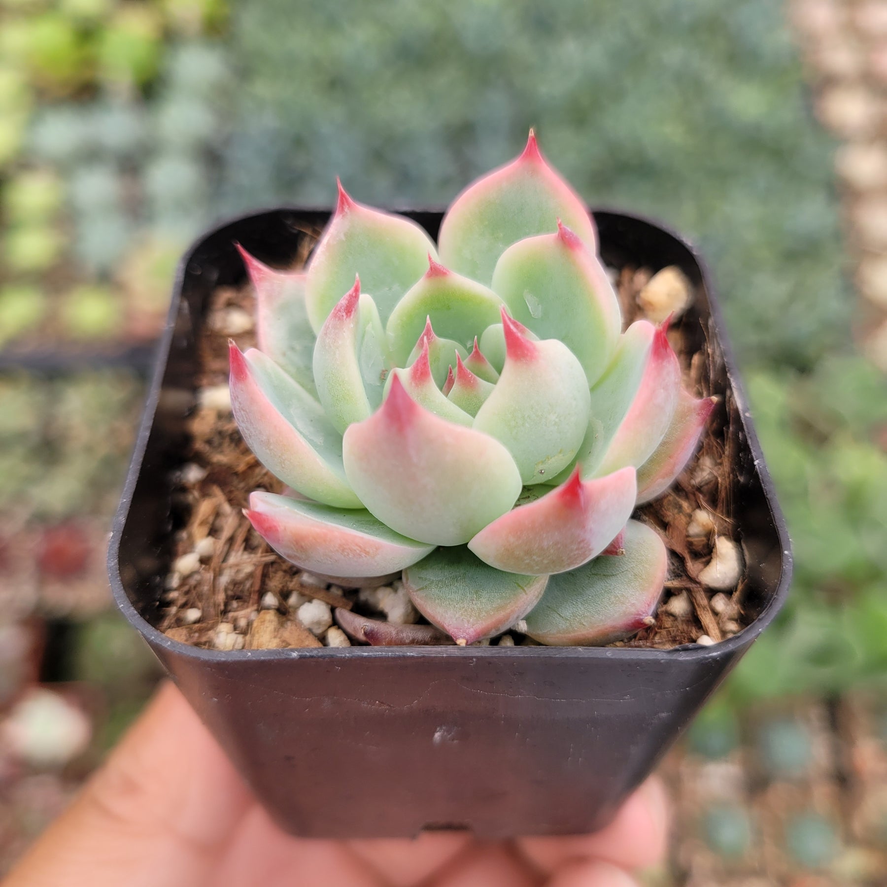 echeveria colorata succulent Echeveria colorata