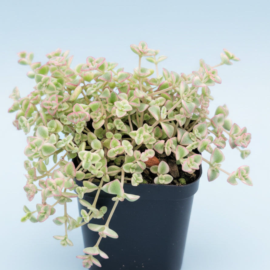 lil boo succulent Sedum 'Little Missy' 4 Inch
