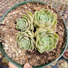 Echeveria Onslow - Succulents Depot