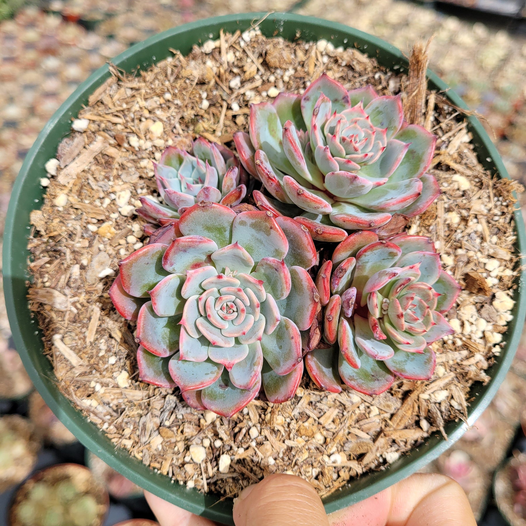 succulent plants las vegas Echeveria Laulensis
