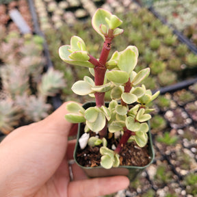 Portulacaria afra 'Elephant Bush' - Succulents Depot