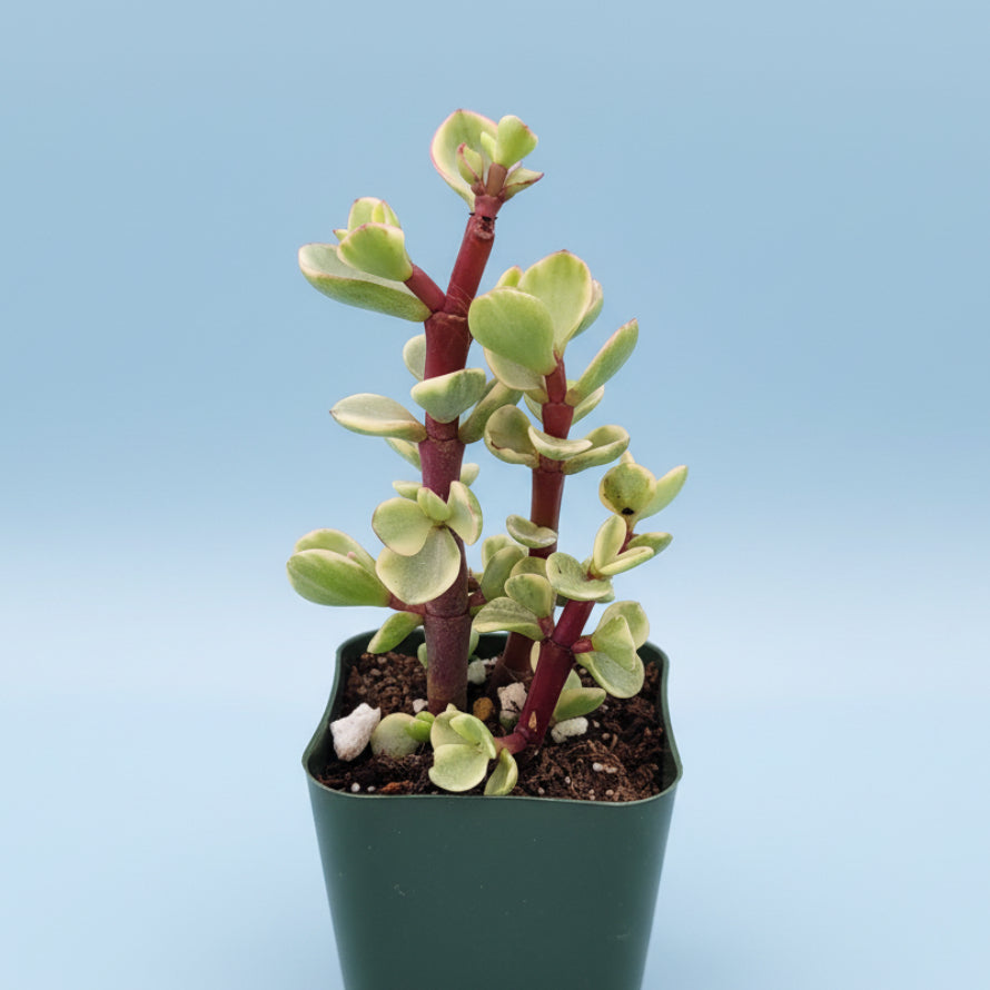 Portulacaria afra 'Elephant Bush' cutting in a nursery.