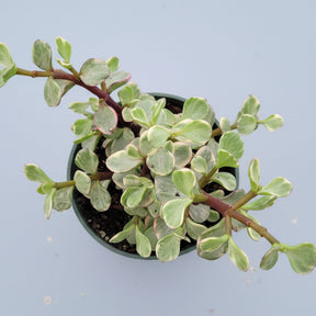 growing portulacaria afra lare Portulacaria afra 'Elephant Bush' 4 Inch / Variegated