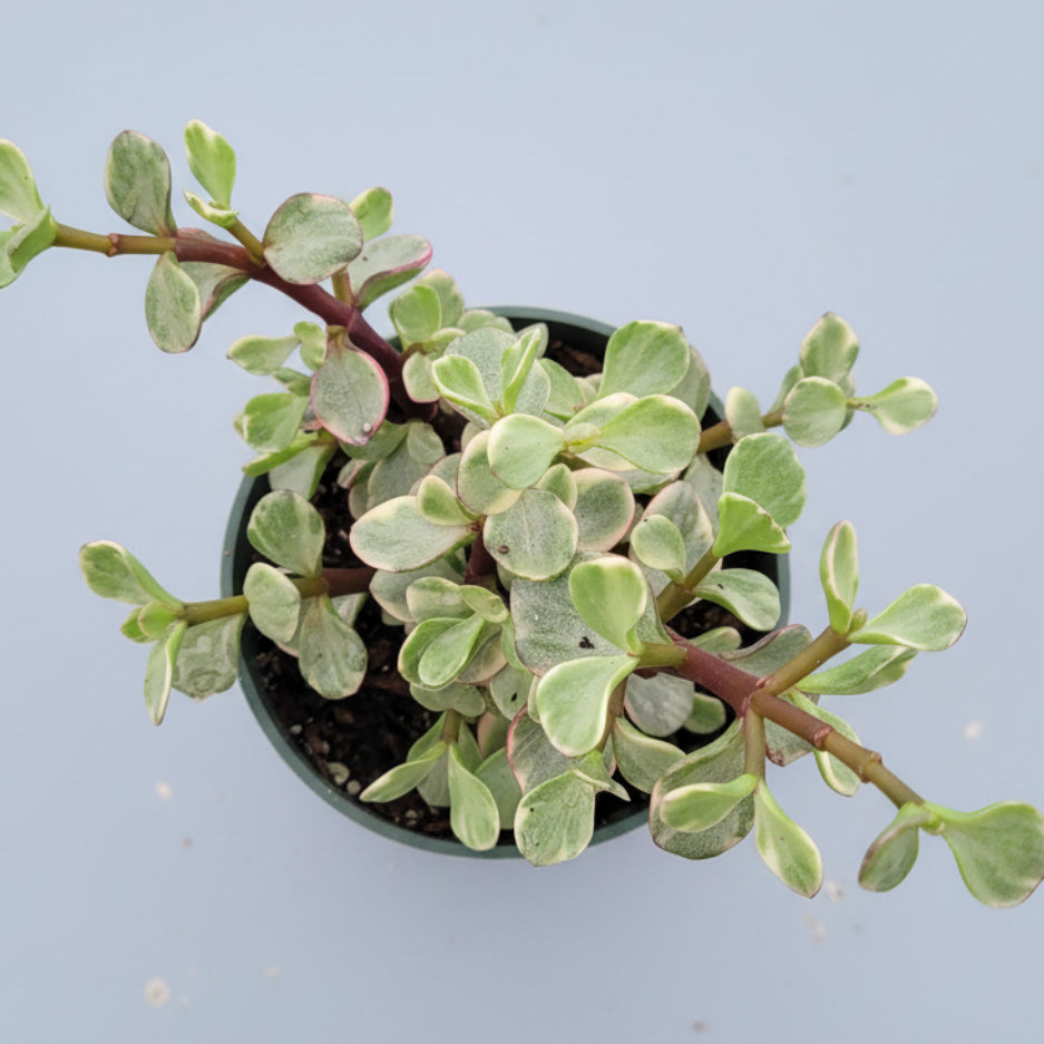 trailing elephant succulent Portulacaria afra 'Elephant Bush' 4 Inch / Variegated