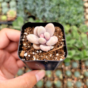 lavender pebbles succulent care Graptopetalum amethystinum
