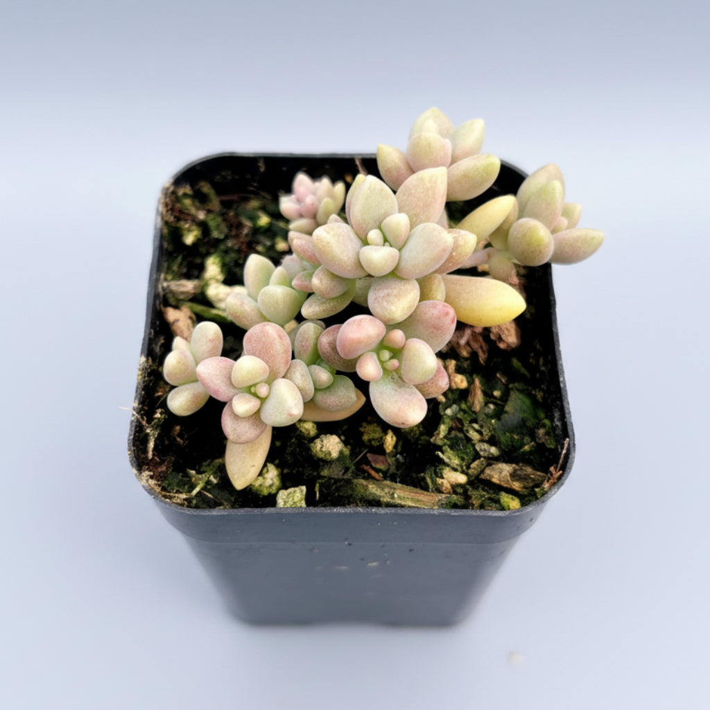 Graptoveria 'Mirinae' succulent in small plastic pot.
