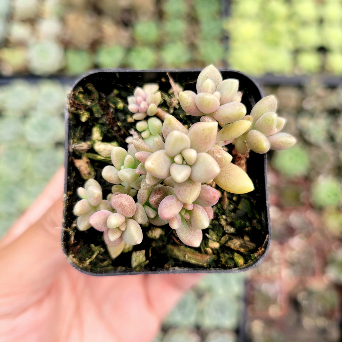 Graptoveria 'Mirinae' [Fragile]