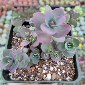 SunSparkler® Sedum 'Cherry Tart'