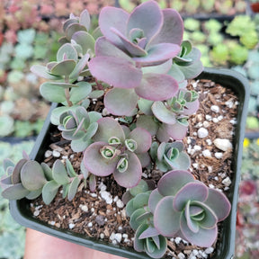 SunSparkler® Sedum 'Cherry Tart'