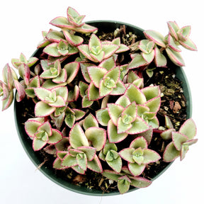 Crassula marginalis rubra 'Variegata' "Calico Kitten" - Succulents Depot