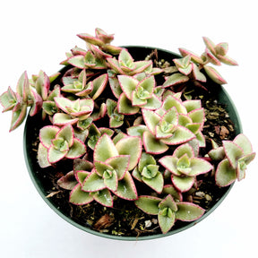 Crassula marginalis rubra 'Variegata' "Calico Kitten" - Succulents Depot